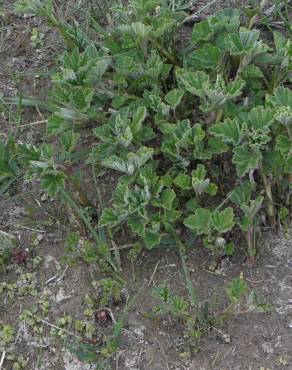 Fotografia 11 da espécie Althaea officinalis no Jardim Botânico UTAD