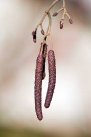 Fotografia da espécie Alnus glutinosa