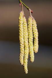 Fotografia da espécie Alnus glutinosa