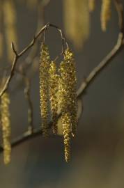 Fotografia da espécie Alnus glutinosa