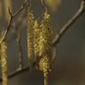 Fotografia 5 da espécie Alnus glutinosa do Jardim Botânico UTAD