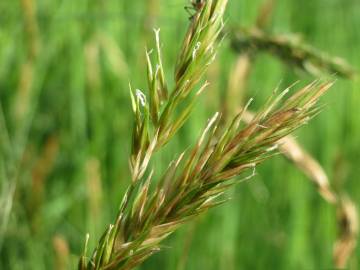 Fotografia da espécie Anthoxanthum odoratum