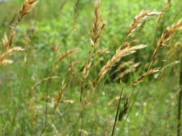 Fotografia da espécie Anthoxanthum odoratum