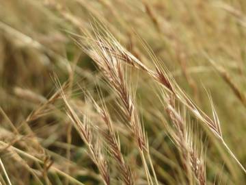 Fotografia da espécie Anthoxanthum odoratum