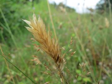 Fotografia da espécie Anthoxanthum odoratum