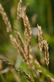 Fotografia da espécie Anthoxanthum odoratum