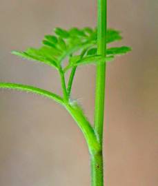 Fotografia da espécie Anthriscus caucalis