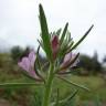 Fotografia 3 da espécie Antirrhinum orontium subesp. orontium var. orontium do Jardim Botânico UTAD