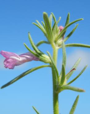 Fotografia 1 da espécie Antirrhinum orontium subesp. orontium var. orontium no Jardim Botânico UTAD