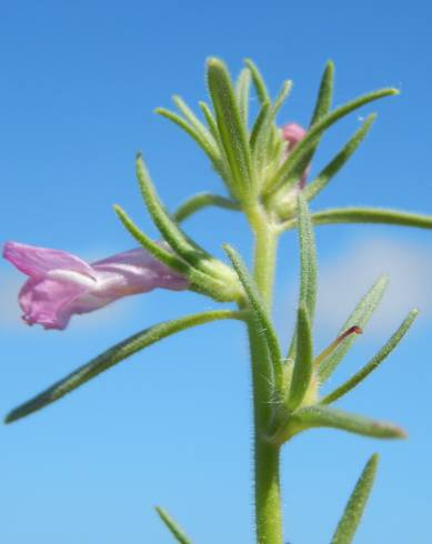 Fotografia de capa Antirrhinum orontium subesp. orontium var. orontium - do Jardim Botânico