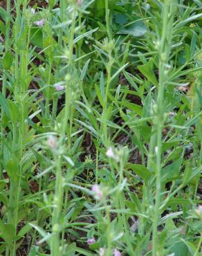 Fotografia 5 da espécie Antirrhinum orontium subesp. orontium var. orontium no Jardim Botânico UTAD