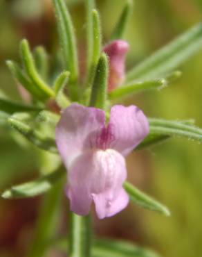 Fotografia 6 da espécie Antirrhinum orontium subesp. orontium var. orontium no Jardim Botânico UTAD