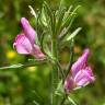 Fotografia 8 da espécie Antirrhinum orontium subesp. orontium var. orontium do Jardim Botânico UTAD