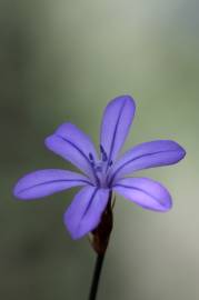 Fotografia da espécie Aphyllanthes monspeliensis