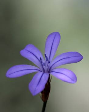 Fotografia 7 da espécie Aphyllanthes monspeliensis no Jardim Botânico UTAD