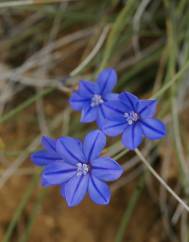 Aphyllanthes monspeliensis