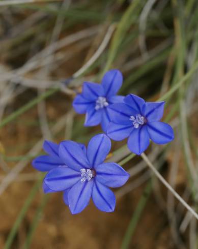 Fotografia de capa Aphyllanthes monspeliensis - do Jardim Botânico