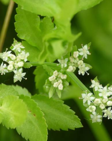 Fotografia de capa Apium nodiflorum - do Jardim Botânico