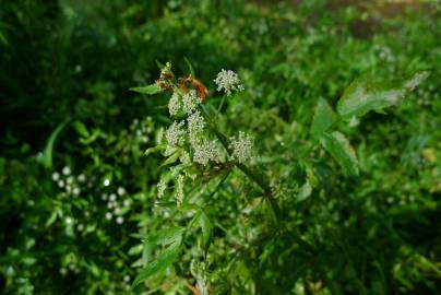 Fotografia da espécie Apium nodiflorum