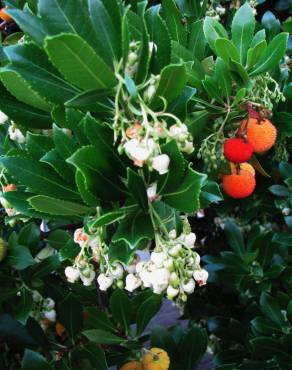 Fotografia 5 da espécie Arbutus unedo no Jardim Botânico UTAD