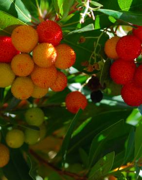 Fotografia 6 da espécie Arbutus unedo no Jardim Botânico UTAD