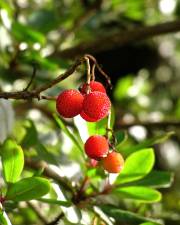 Fotografia da espécie Arbutus unedo