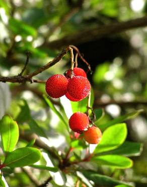 Fotografia 1 da espécie Arbutus unedo no Jardim Botânico UTAD