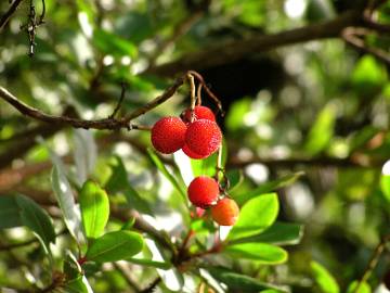 Fotografia da espécie Arbutus unedo