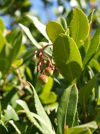 Fotografia da espécie Arbutus unedo