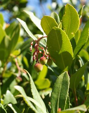 Fotografia 7 da espécie Arbutus unedo no Jardim Botânico UTAD