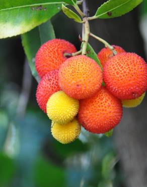 Fotografia 8 da espécie Arbutus unedo no Jardim Botânico UTAD