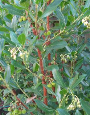 Fotografia 9 da espécie Arbutus unedo no Jardim Botânico UTAD