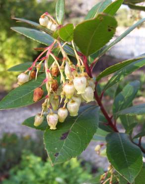 Fotografia 10 da espécie Arbutus unedo no Jardim Botânico UTAD