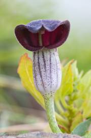 Fotografia da espécie Arisarum simorrhinum