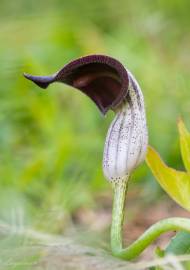 Fotografia da espécie Arisarum simorrhinum