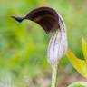 Fotografia 7 da espécie Arisarum simorrhinum do Jardim Botânico UTAD