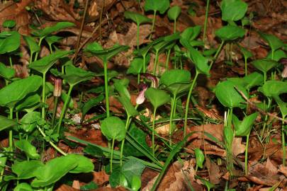Fotografia da espécie Arisarum simorrhinum