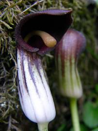 Fotografia da espécie Arisarum simorrhinum