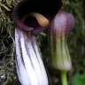 Fotografia 9 da espécie Arisarum simorrhinum do Jardim Botânico UTAD