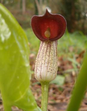 Fotografia 1 da espécie Arisarum simorrhinum no Jardim Botânico UTAD