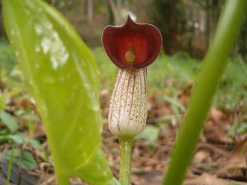 Fotografia da espécie Arisarum simorrhinum