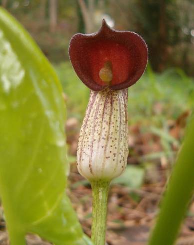 Fotografia de capa Arisarum simorrhinum - do Jardim Botânico