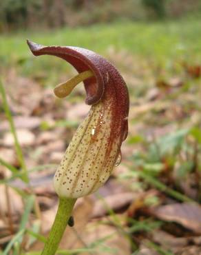 Fotografia 10 da espécie Arisarum simorrhinum no Jardim Botânico UTAD