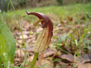 Fotografia da espécie Arisarum simorrhinum