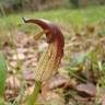 Fotografia 10 da espécie Arisarum simorrhinum do Jardim Botânico UTAD