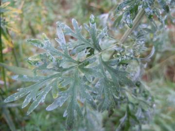 Fotografia da espécie Artemisia absinthium