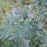 Fotografia 8 da espécie Artemisia absinthium do Jardim Botânico UTAD