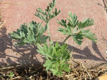 Fotografia da espécie Artemisia absinthium