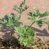 Fotografia 10 da espécie Artemisia absinthium do Jardim Botânico UTAD