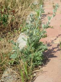 Fotografia da espécie Artemisia absinthium